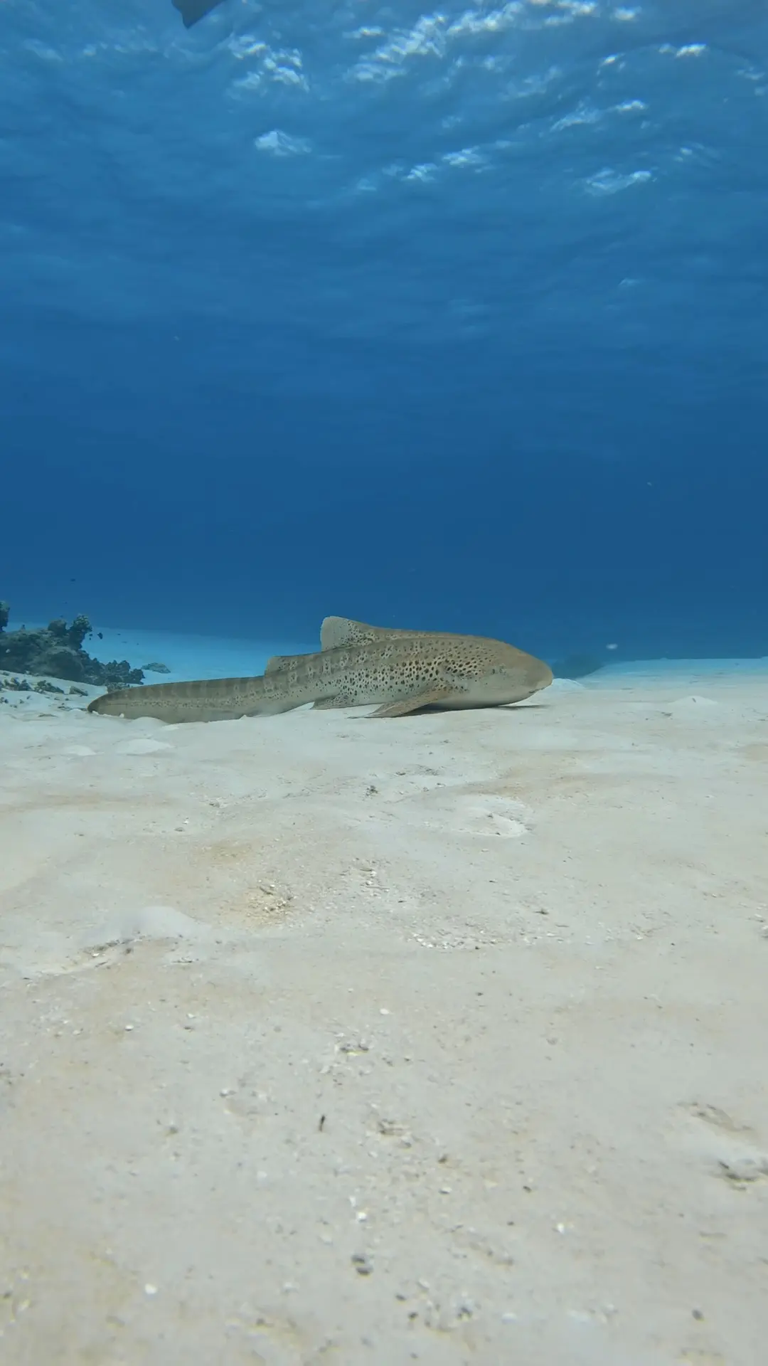Sandbank Picnic gallery image 4